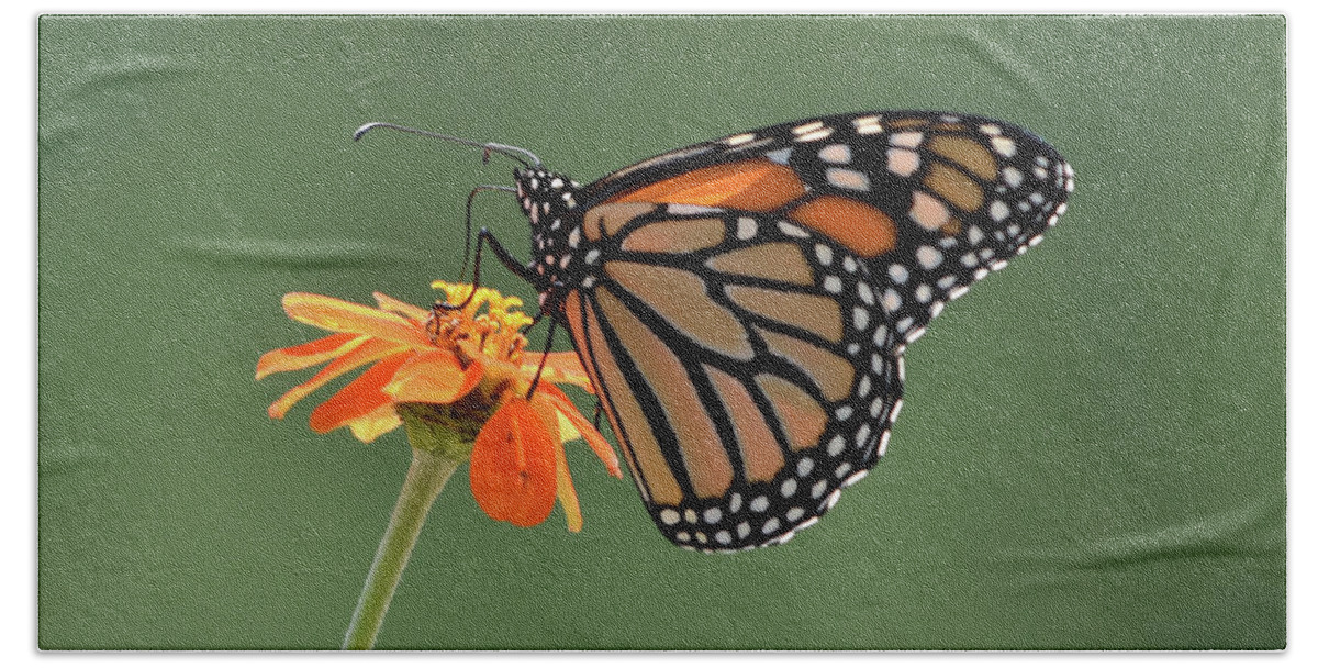 Monarch Bath Towel featuring the photograph Monarch by Ben Foster