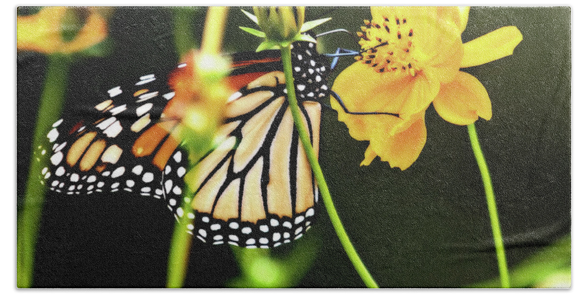 Heron Heaven Bath Towel featuring the photograph Monarch Butterfly And Flower by Ed Peterson