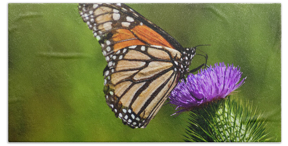 Animal Bath Towel featuring the photograph Monarch Butterfly on a Thistle by Jeff Goulden