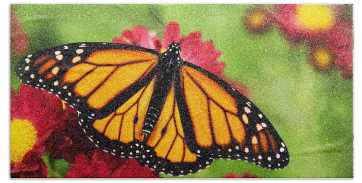 Monarch Butterfly Bath Towel featuring the photograph Monarch Butterfly on Red Mums by Christina Rollo