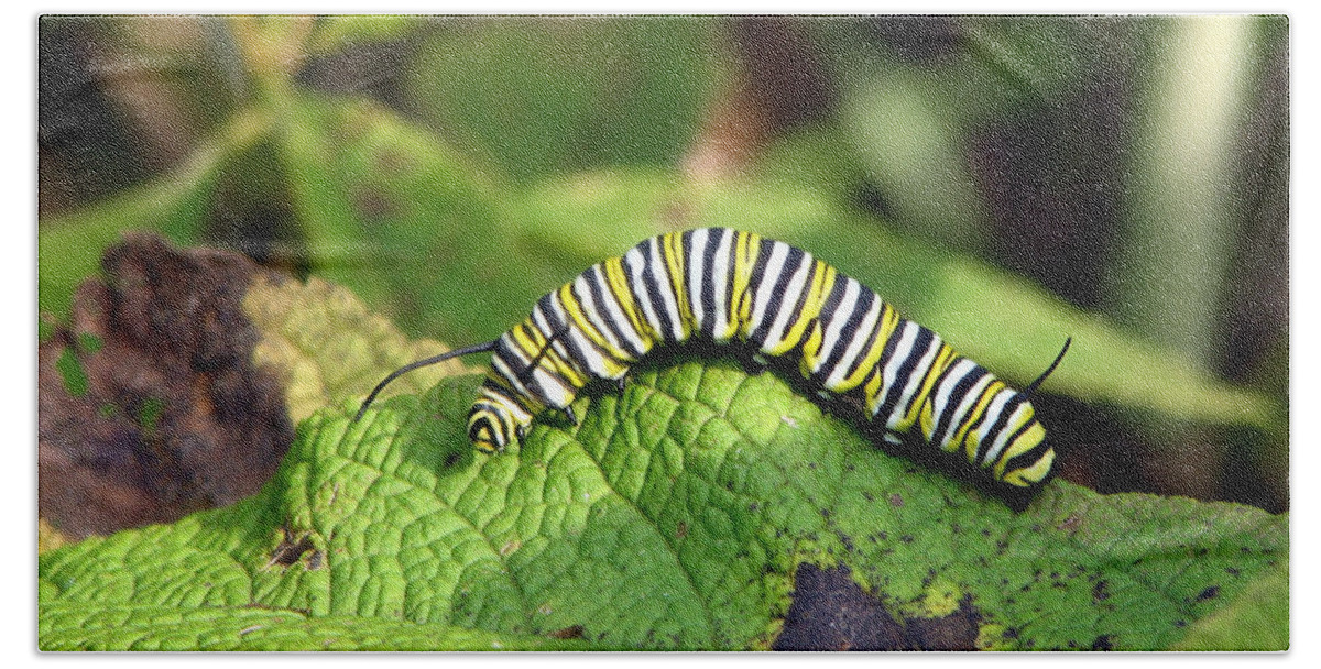Monarch Hand Towel featuring the photograph Monarch Caterpillar by George Jones