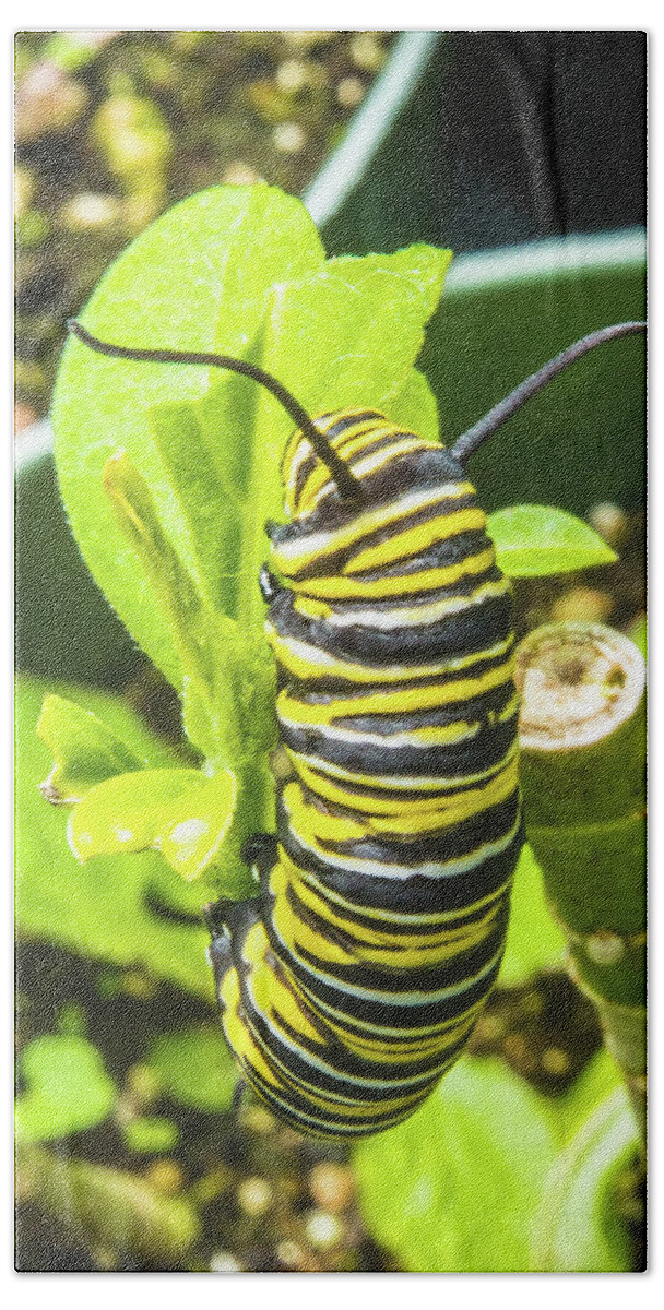 20170309 Hand Towel featuring the photograph Monarch Caterpillar of Bermuda by Jeff at JSJ Photography