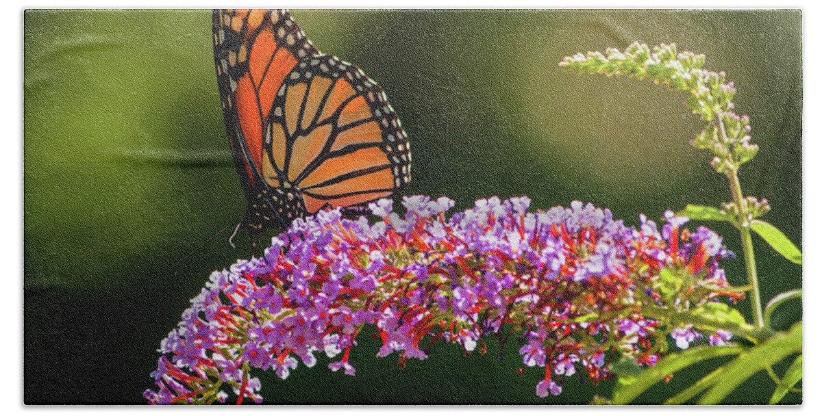 Butterfly Bath Towel featuring the photograph Monarch by Craig Szymanski