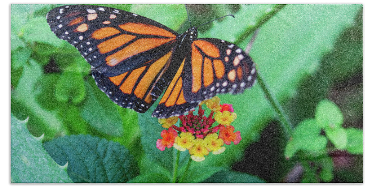 Butterfly Bath Towel featuring the photograph Monarch by Kent Nancollas