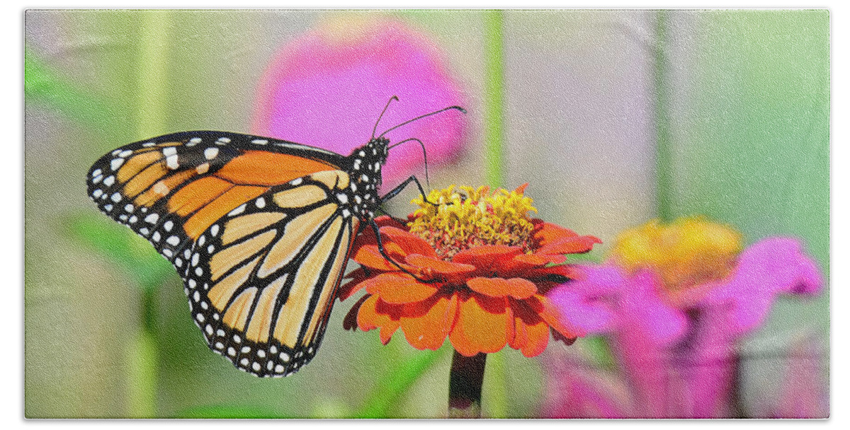 Butterfly Bath Towel featuring the photograph Monarch on a Zinnia by Rodney Campbell