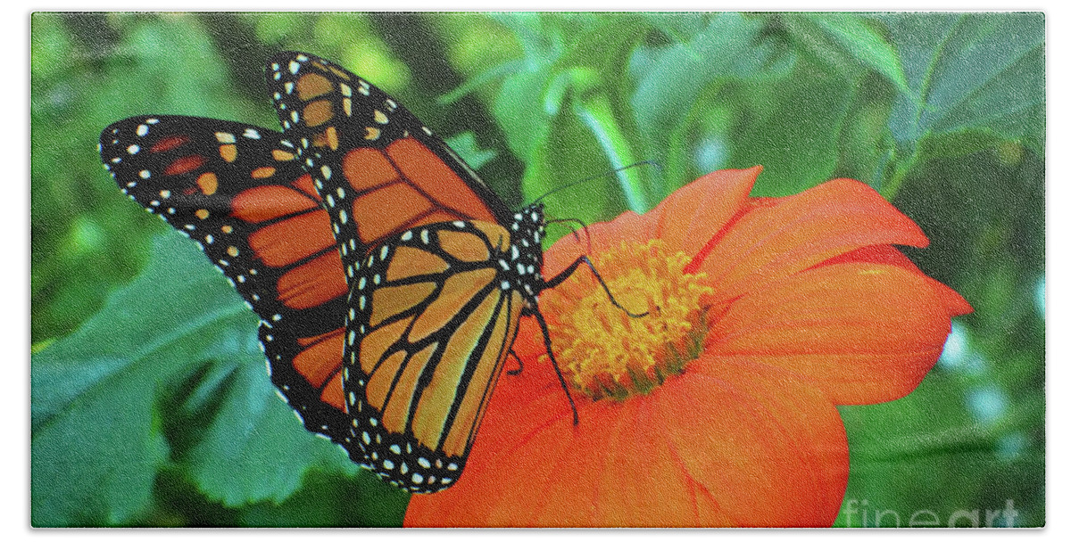 Monarch Bath Towel featuring the photograph Monarch on Mexican Sunflower by Nicole Angell