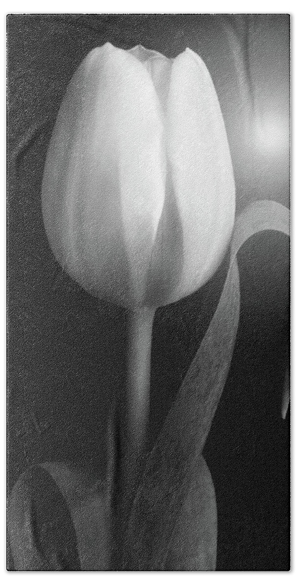 Tulips Bath Towel featuring the photograph Monochrome Tulip portrait by Terence Davis