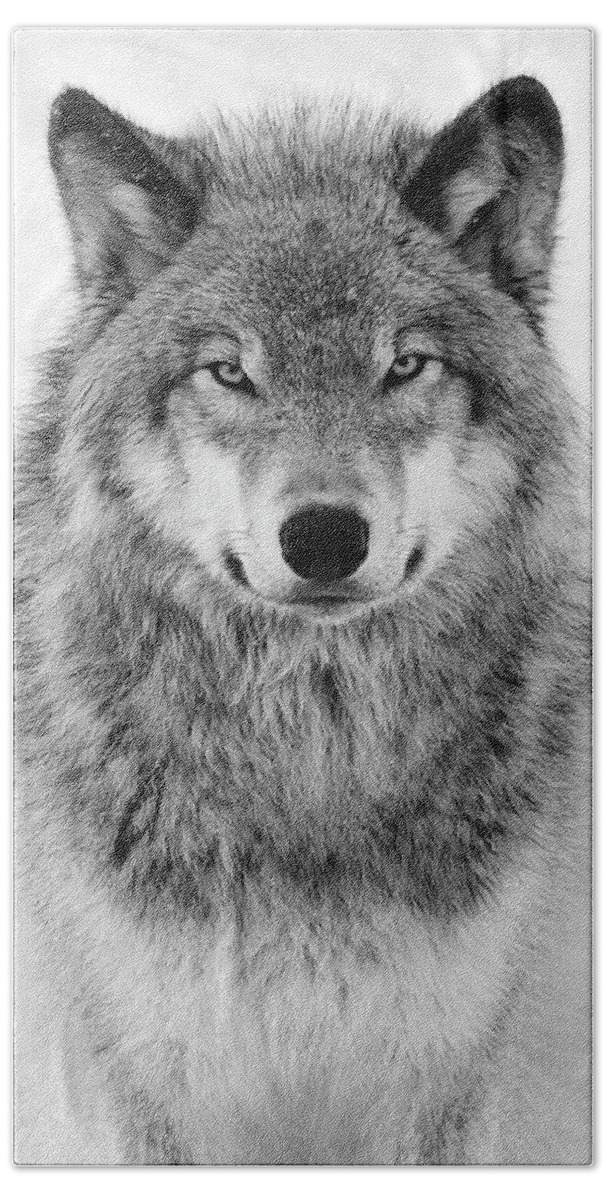 #faatoppicks Hand Towel featuring the photograph Monotone Timber Wolf by Tony Beck