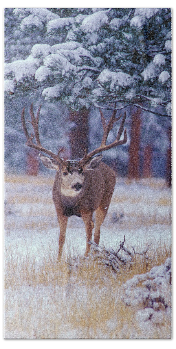 Mule Deer Bath Towel featuring the photograph Monster Muley in the Rockies by Mark Miller
