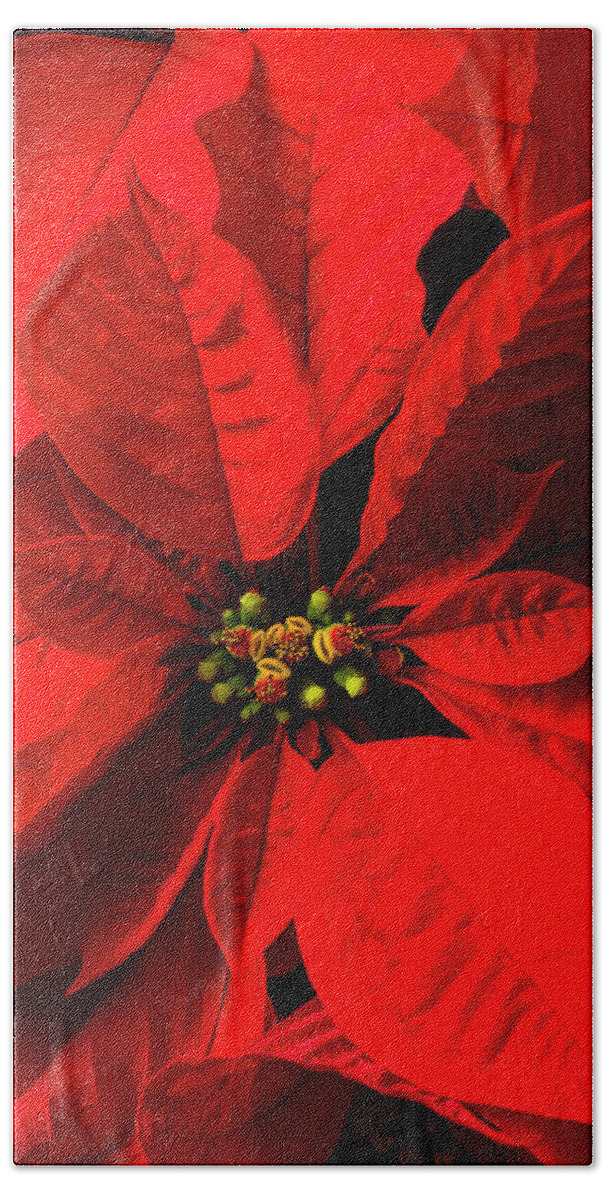 Red Poinsettia Bath Towel featuring the photograph Moody poinsettia by Garry Gay