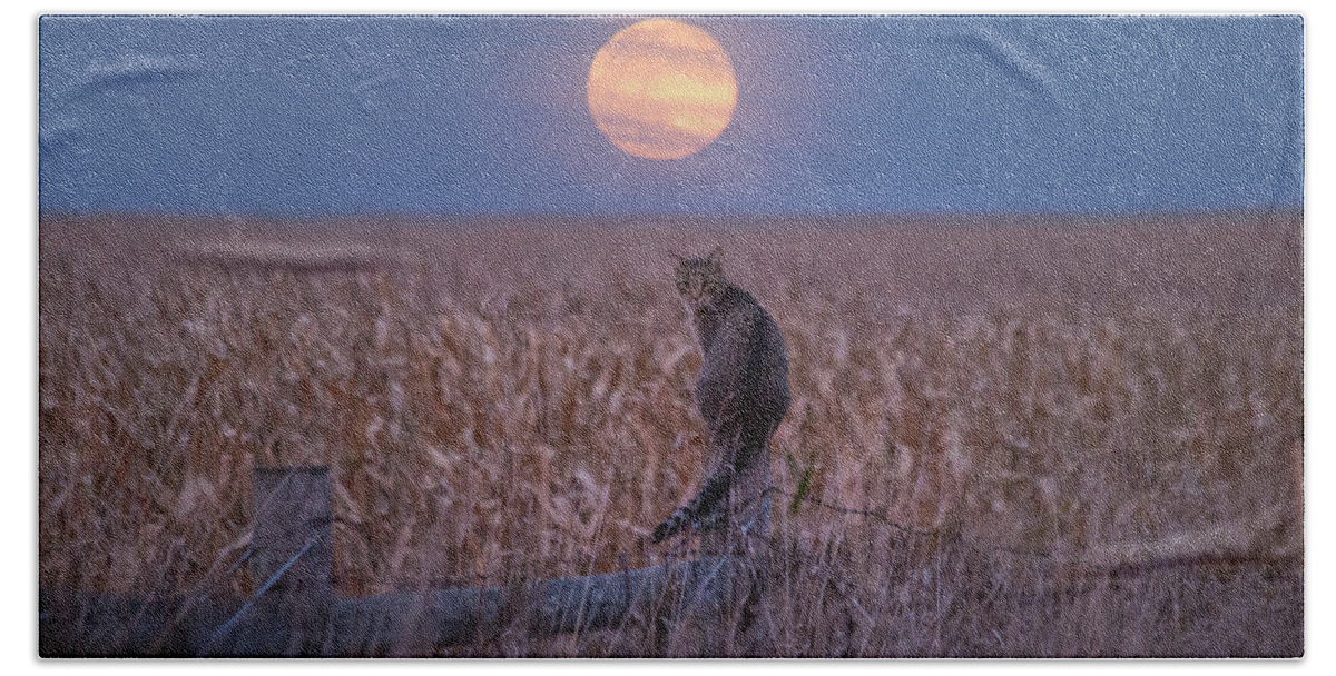 Moon Hand Towel featuring the photograph Moon Kitty by Aaron J Groen