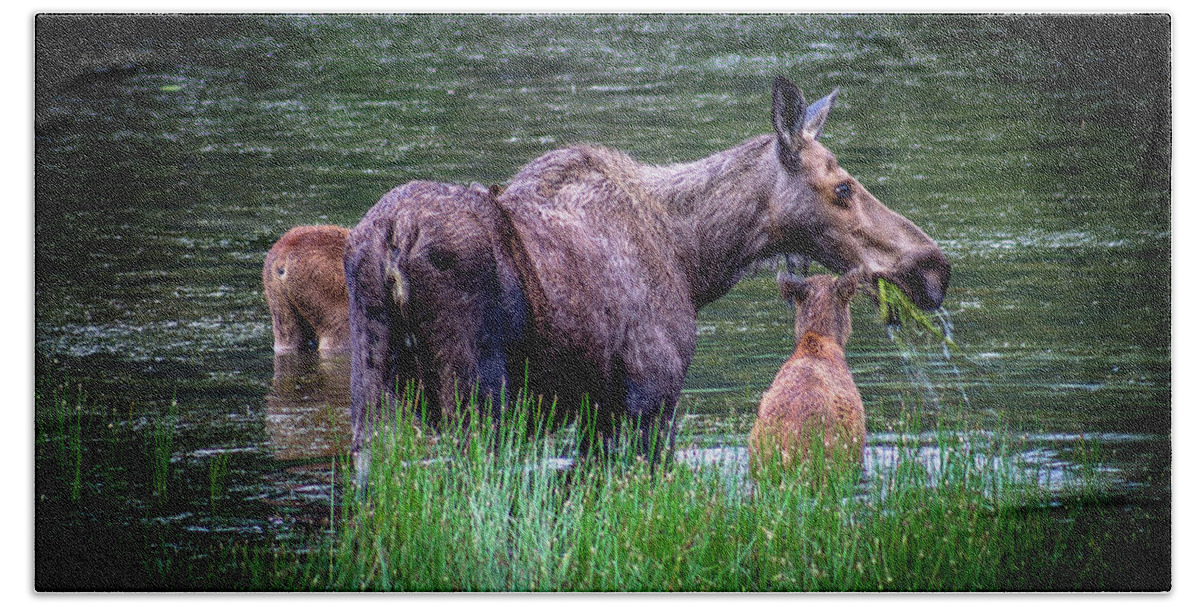Moose Bath Towel featuring the photograph Moose family by Thomas Nay