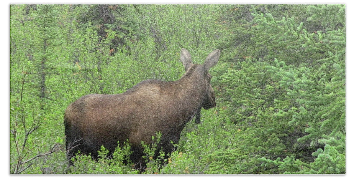Wildlife Bath Towel featuring the photograph Moose by Gary Gunderson