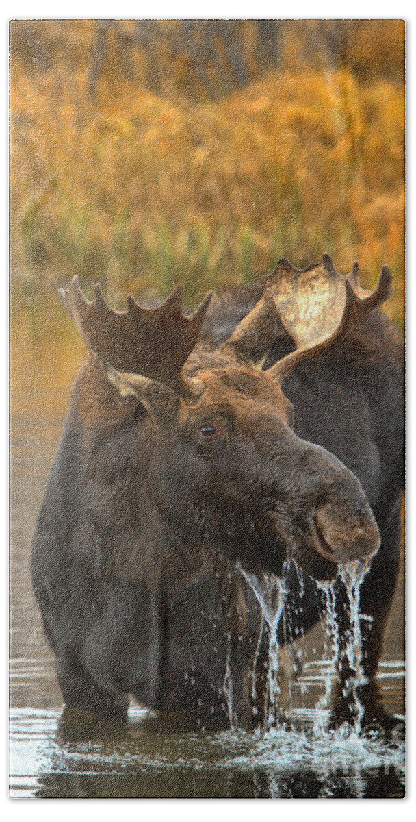 Moose Drool Bath Towel featuring the photograph Moose Gusher by Adam Jewell