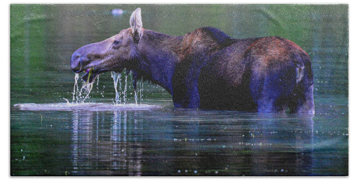 Montana Hand Towel featuring the photograph Moose in Swiftcurrent Lake, Glacier National Park by Marilyn Burton