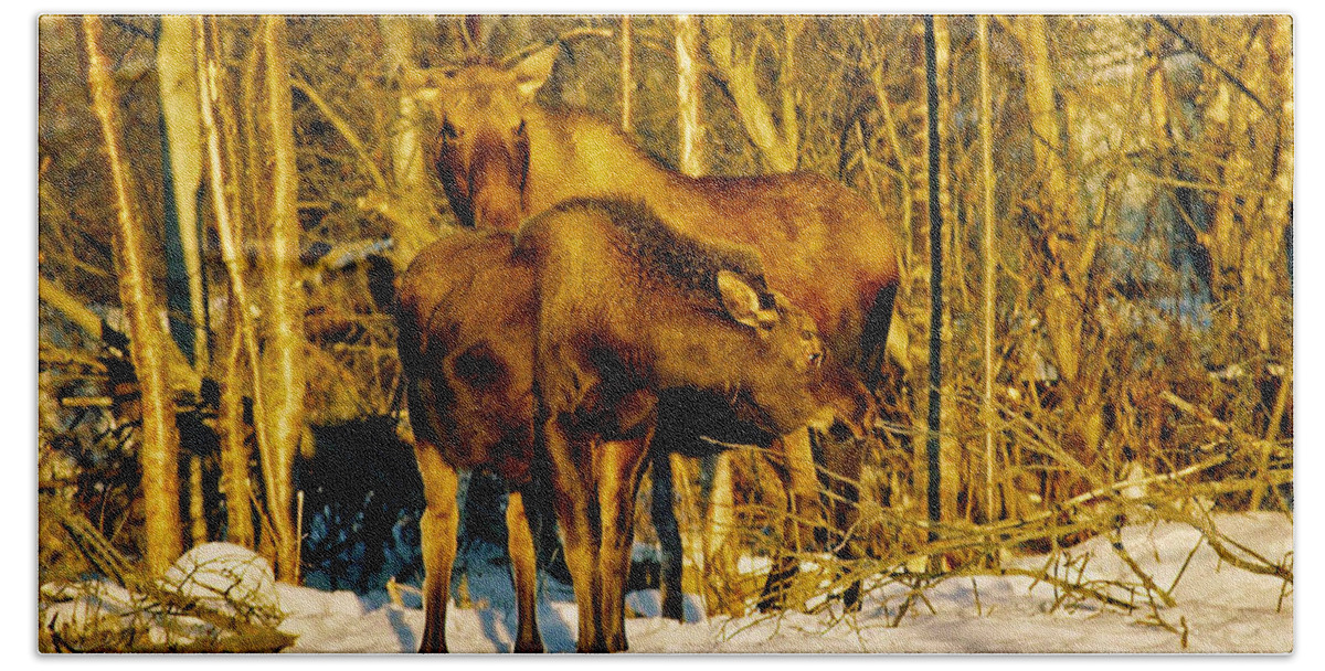 Morning Bath Towel featuring the photograph Moose in the Morning by Juergen Weiss