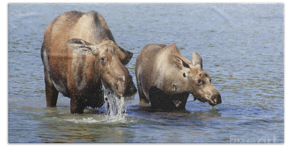 Animal Bath Towel featuring the photograph Moose Mama with her Calf by Teresa Zieba