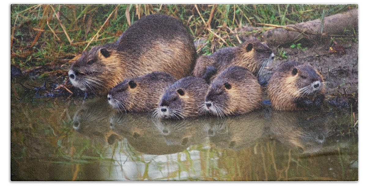 Nutria Bath Towel featuring the photograph Morning Clean Up by Randall Ingalls