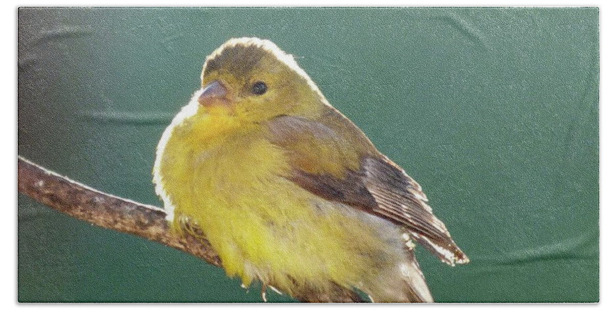 American Goldfinch Bath Towel featuring the photograph Morning Glow - American Goldfinch by Cindy Treger