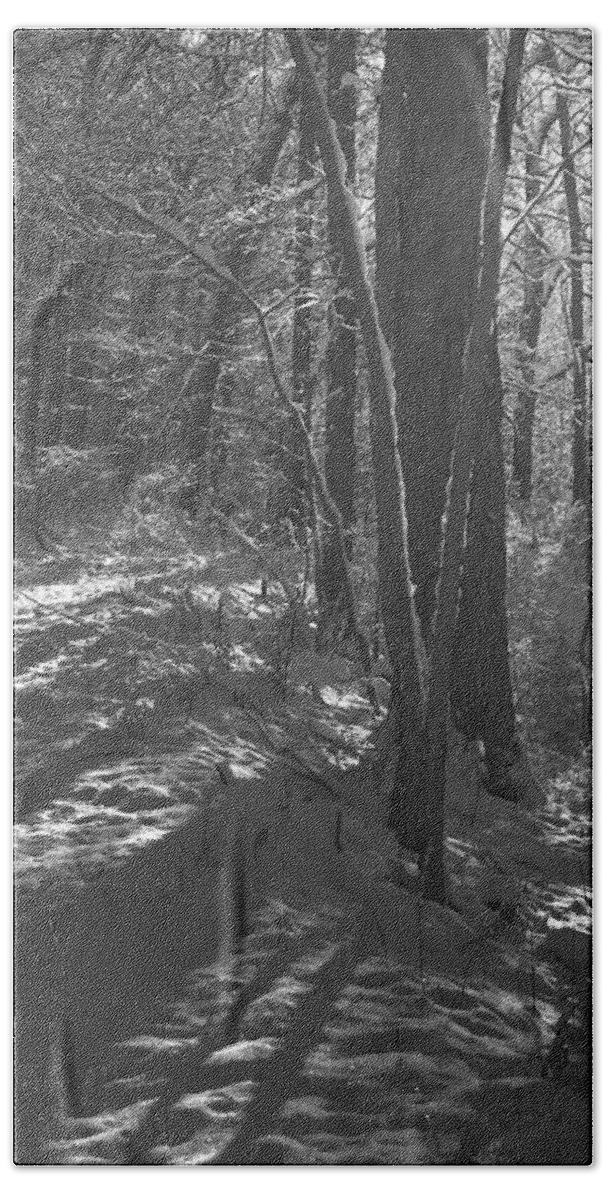 Photography Bath Towel featuring the photograph Morning In A Winter Forest by Phil Perkins
