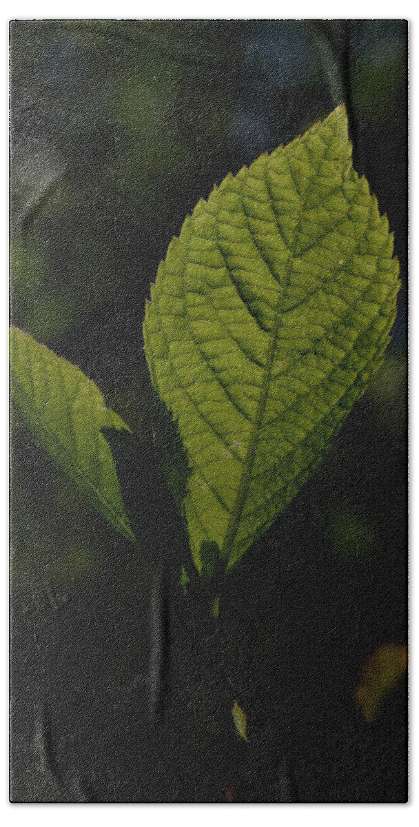 Leaves Basking In The Morning Sunlight. Hand Towel featuring the photograph Morning Leaf by Karen Harrison Brown