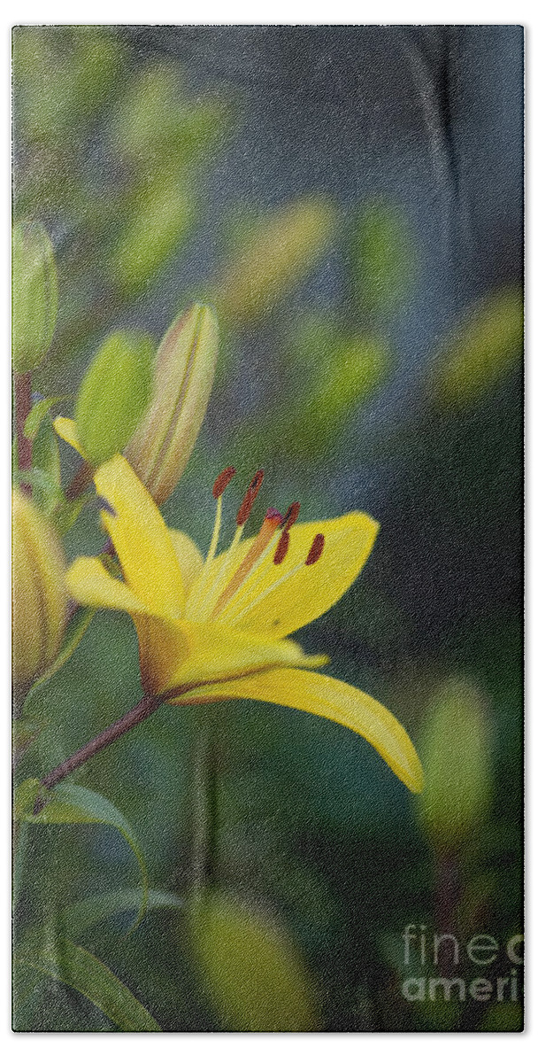 Lily Hand Towel featuring the photograph Morning Lily by Mike Reid