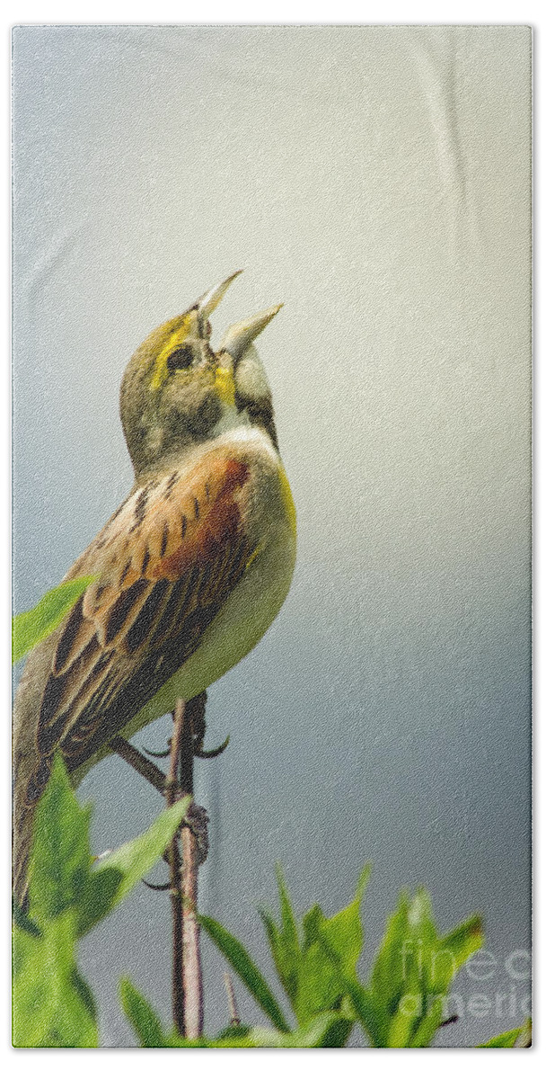 Animal Bath Towel featuring the photograph Morning Song - Dickcissel by Robert Frederick