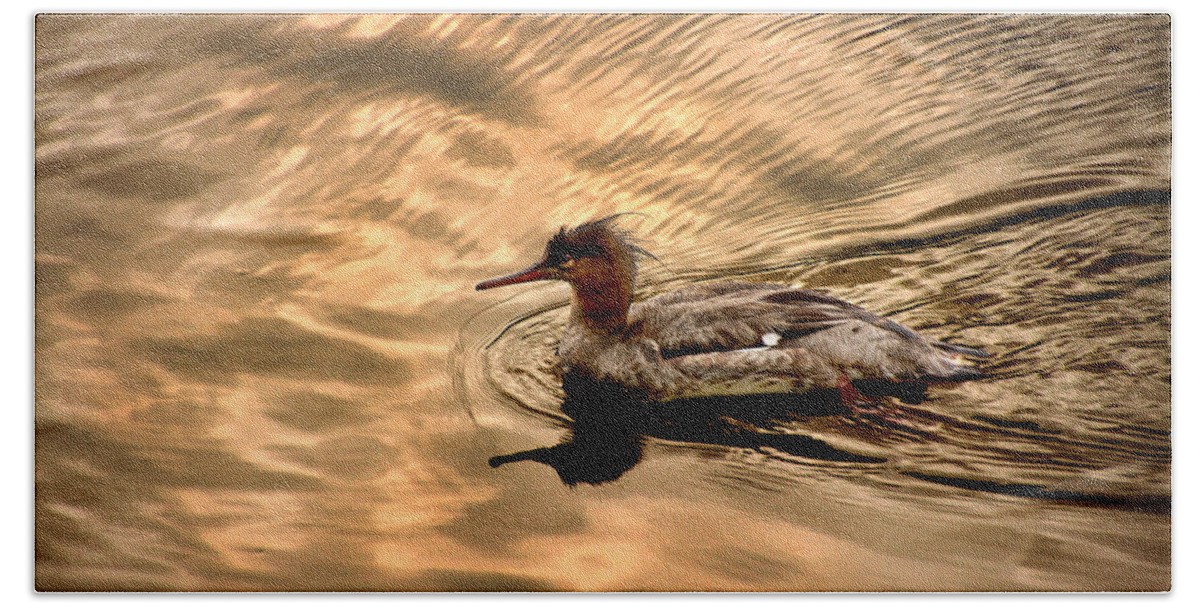 Red-breasted Merganser Bath Towel featuring the photograph Morning Swim by David Yocum