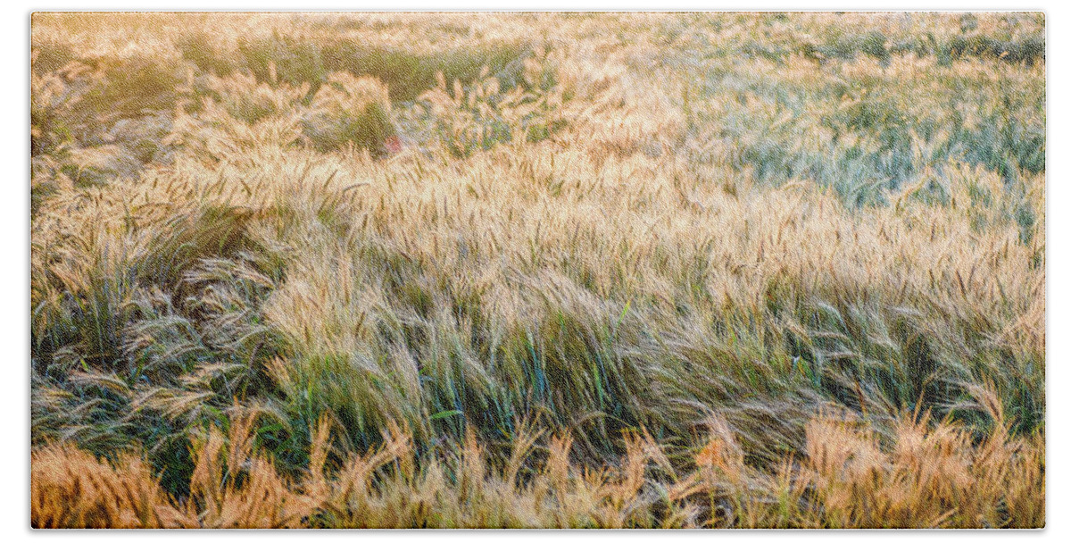 Landscape Bath Towel featuring the photograph Morning Wheat by Joe Shrader