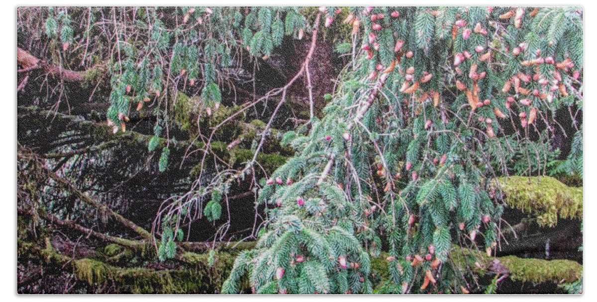 Tree Bath Towel featuring the photograph Moss and Pine Cones by Marilyn Diaz