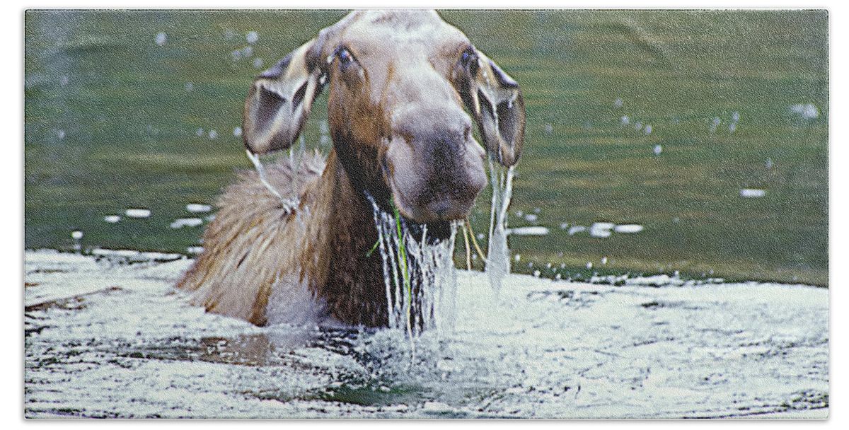 Moose Hand Towel featuring the photograph Mossy Moose by Gary Beeler