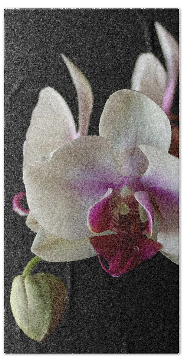 Moth Bath Towel featuring the photograph Moth Orchid 2 by Marna Edwards Flavell