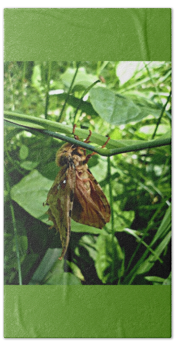 Nature Bath Towel featuring the photograph Moth by 'REA' Gallery