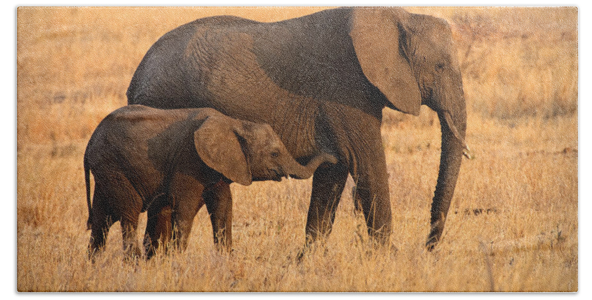 3scape Photos Hand Towel featuring the photograph Mother and Baby Elephants by Adam Romanowicz