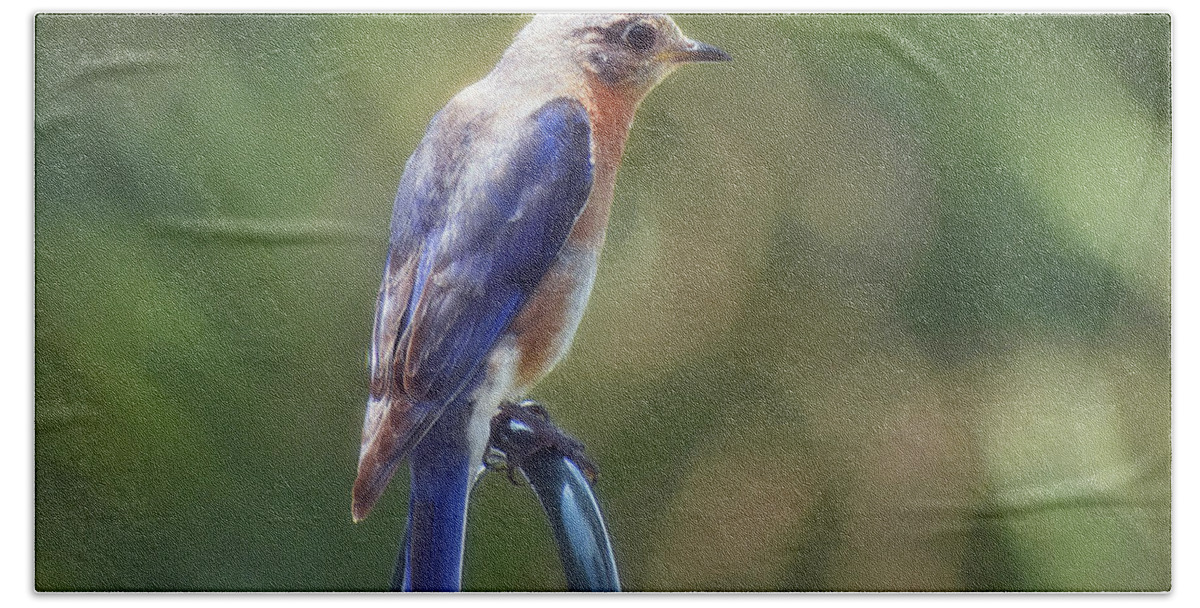 Animals Hand Towel featuring the photograph Mother Bluebird by Skip Willits
