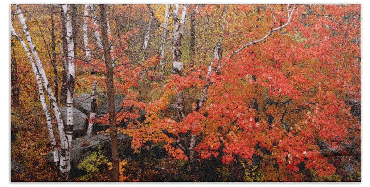 Birch Trees Hand Towel featuring the photograph Mother Nature's Palette by Linda McRae