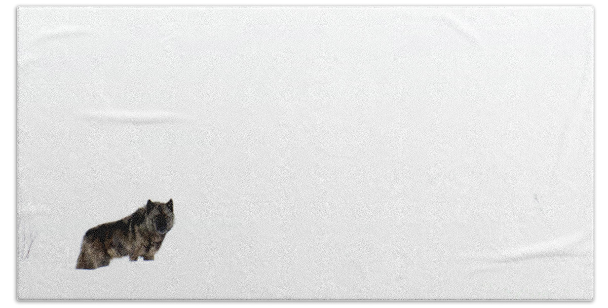 Wolf Bath Towel featuring the photograph Mottled by Deby Dixon