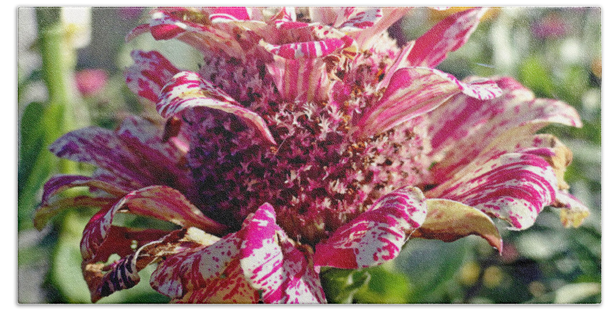 Mottled Pink Bath Towel featuring the photograph Mottled Pink Cone Flower by Robert Meyers-Lussier