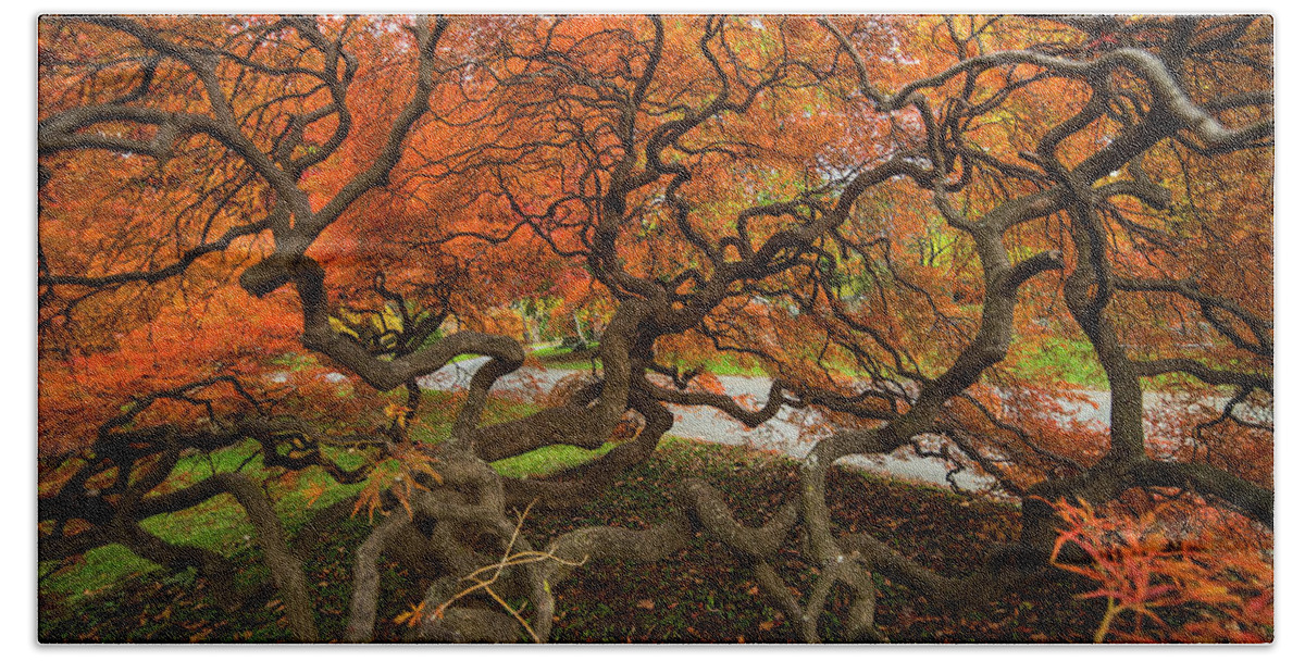 Mount Hand Towel featuring the photograph Mount Auburn Cemetery Beautiful Japanese Maple Tree Orange Autumn Colors Branches by Toby McGuire