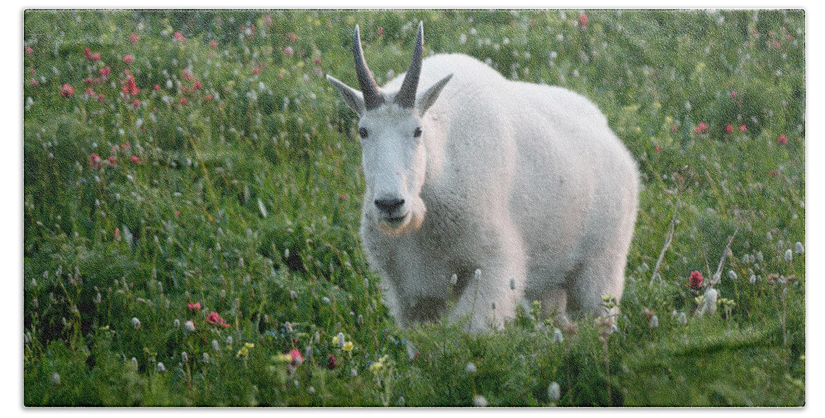 Mountain Goat Bath Towel featuring the photograph Mountain Goat and Wildflowers by Brett Pelletier