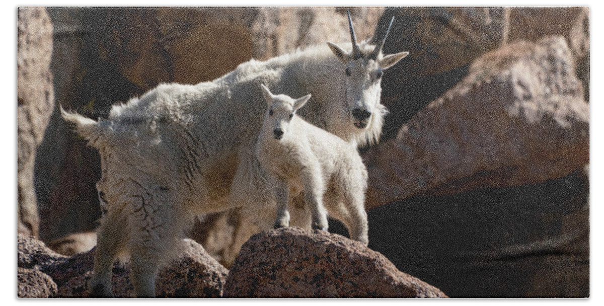 Mountain Goat Bath Towel featuring the photograph Mountain Goat Mom to the Rescue by Judi Dressler