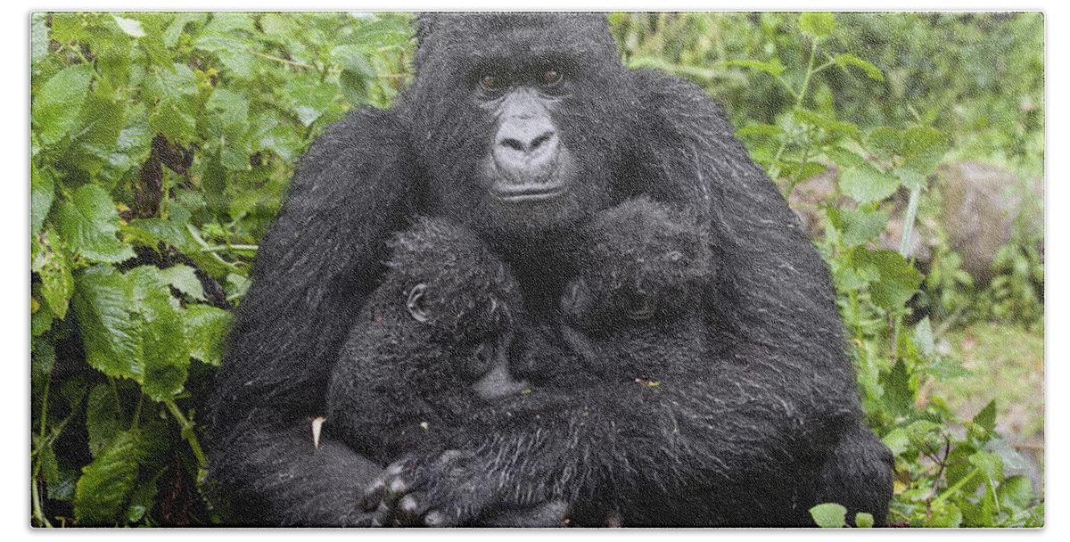 00499668 Hand Towel featuring the photograph Mountain Gorilla Mother Holding 5 Month by Suzi Eszterhas