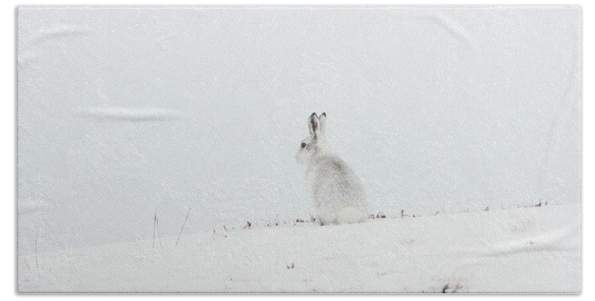 Mountain Hand Towel featuring the photograph Mountain Hare Sat In Snow by Pete Walkden