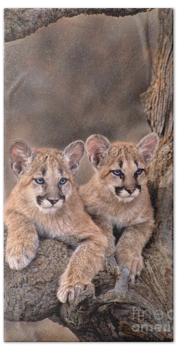 Dave Welling Bath Towel featuring the photograph Mountain Lion Cubs Felis Concolor Captive by Dave Welling