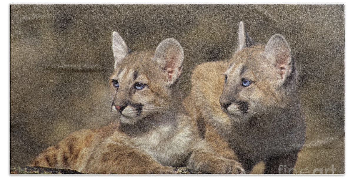 Mountain Lion Bath Towel featuring the photograph Mountain Lion Cubs on Rock Outcrop by Dave Welling