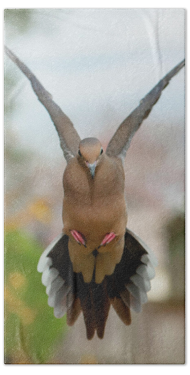 Alexandria Hand Towel featuring the photograph Mourning Dove Hover Mode by Jim Moore