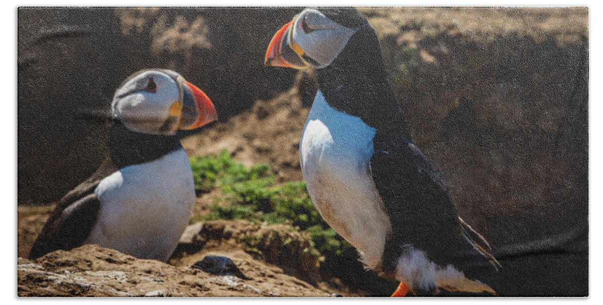 Skomer Island Bath Towel featuring the photograph Mr and Mrs Puffin by Framing Places