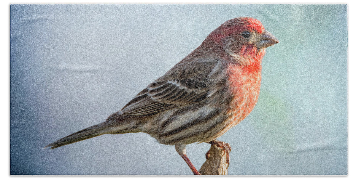 Chordata Bath Towel featuring the photograph Mr House Finch Perched On Blues by Bill and Linda Tiepelman