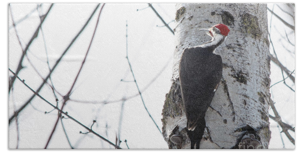 Cheryl Baxter Photography Bath Towel featuring the photograph Mr. Pileated Woodpecker by Cheryl Baxter