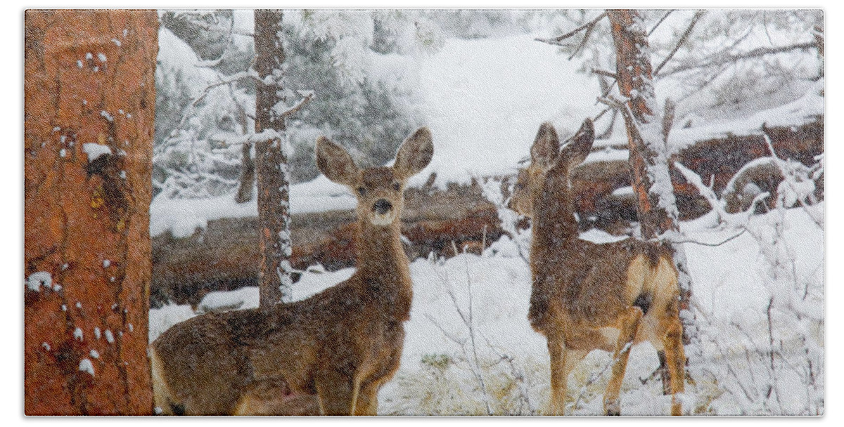 Deer Hand Towel featuring the photograph Mule Deer in Heavy Snowfall by Steven Krull